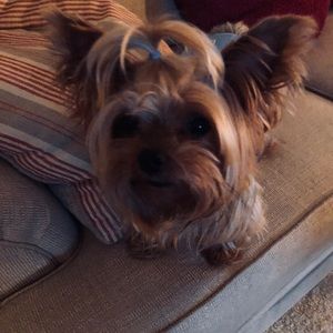 Meet your Posher, Bridget